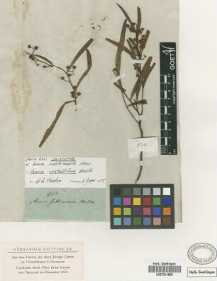 Acacia subbinervia Meissner