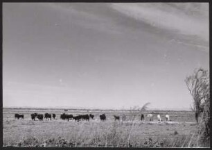 Wilde Camargue-Pferde neben einer Rinderherde