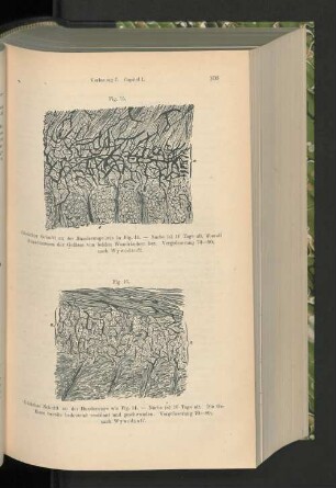 Fig. 16. Gleicher Schnitt an der Zunge wie in Fig. 14.