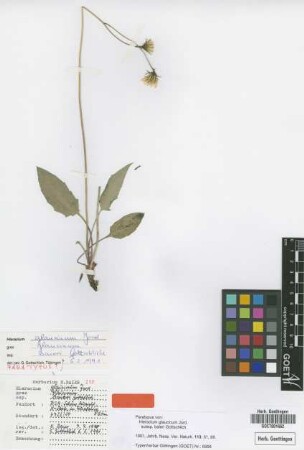 Hieracium glaucinum Jord. subsp. baieri Gottschl.[paratype]