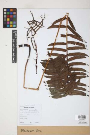 Blechnum stipellatum (Sodiro) C. Chr.