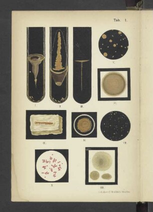 Tab. 1 Micrococcus pyogenes alpha aureus