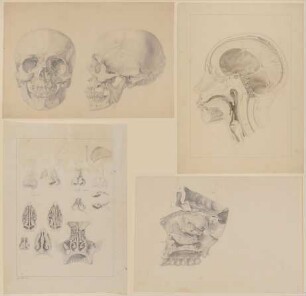 Konvolut anatomischer Zeichnungen des Christian Koeck [großteils Vorzeichnungen für Kupferstiche zu den Schriften von Samuel Thomas Soemmerring]