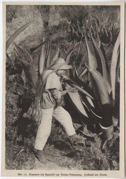 Person collecting agave juice (excerpt from publication)