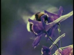 Delphinium consolida (Ranunculaceae) - Nektaraufnahme durch Bombus spec.