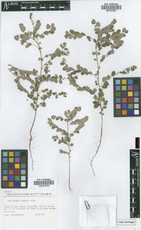 Phyllanthus tenellus Roxb.