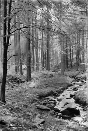 Der Rothenbach : Abfluss aus dem Reitzenhainer Moor, Zulauf zum Steinbach