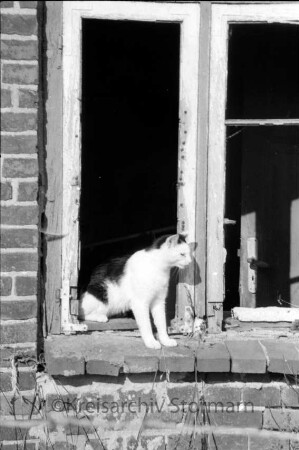 Katze auf Fensterbank eines verfallenen Hauses