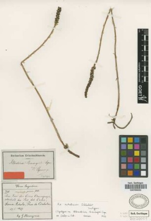 Altensteinia hieronymi Cogn. [syntype]