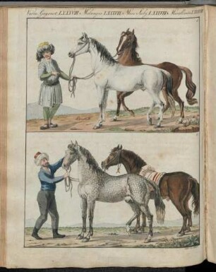 No. 28. Verm. Gegenstände LXXXVIII. Das Pferd Mit Seinen Verschiedenen Racen.