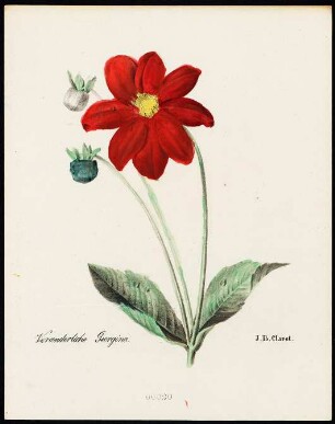 Veränderliche Georgina (Georgie) : Veränderliche Georgina (Georgia variabilis D.). Lithhografie, koloriert. Blatt 20 aus: Clarot, Johann Baptist: [Abbildungen von Pflanzen]. [S.l.]: , [circa 1830]. Dresden: SLUB Botan.465