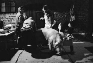 Das Schwein wird im Morgengrauen auf den Hof gebracht und mit einem Bolzenschussgerät getötet