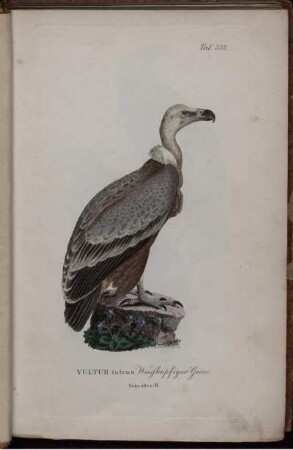 Vultur fulvus. Taf. 338 [bis] Turdus sibiricus. Taf. 363