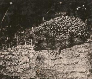 Braunbrustigel (Erinaceus europaeus), auch Westeuropäischer Igel oder Westigel genannt.