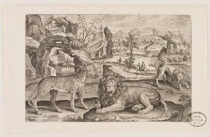 Löwen aus (Animalium Qvaddrupedum)