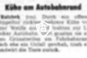 Kühe am Autobahnrand