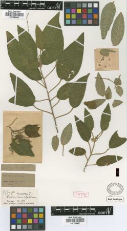 Croton leucophlebius C.Wright ex Griseb. [type]