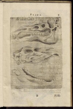 Dei denti del cavallo