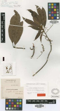 Oreodaphne undulata Meisn. [isotype]