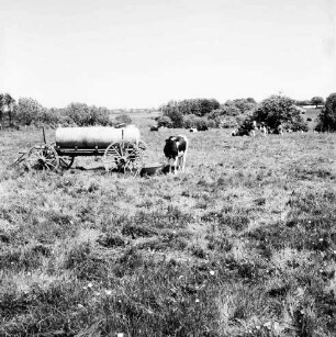 Klein Barnitz: Landwirtschaft: Weide mit Kuhherde: links Wassertränke: hinten Knicklandschaft