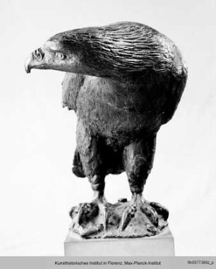 Adler