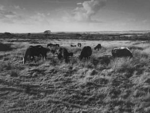Archivfotografie "ausland_wales_5645"