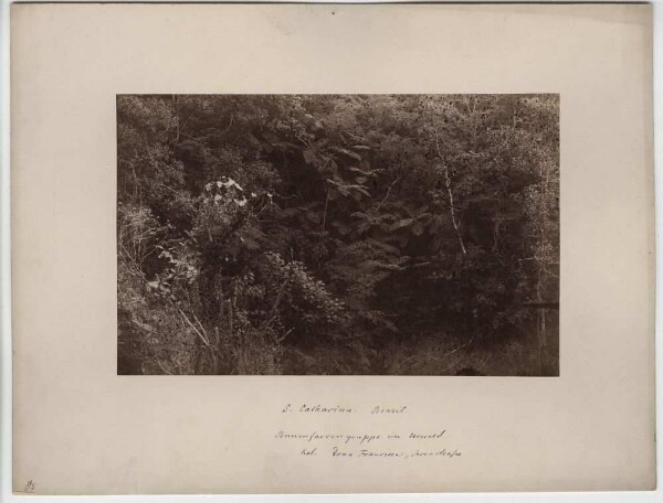 Groupe de fougères arborescentes dans la forêt vierge. Col. Dona Francisca, rue Serra