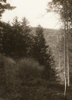 Waldschmiele (Aira flexuosa) bei Krippen