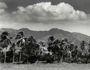 Kokospalmen vor der Sierra del Baracoa