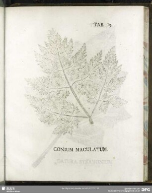 Tab. 13. Conium Maculatum. (Gefleckte Schierling)