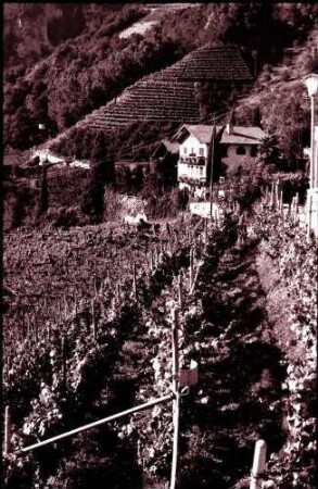 Dorf Tirol: Weinberge
