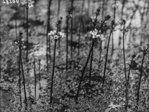 Europäische Wasserfeder : Europäische Wasserfeder (Hottonia palustris Linnaeus).