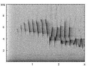 Fitis | Phylloscopus trochilus - Gesang