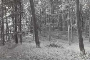 Schlossberg, Hügel der Wendeaburg Rethrea. Das Bild zeigt einen Teil des alten Burgwalls auf dem Schlossberg in der Feldberger Seenlandschaft