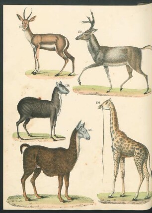 Tafel: [Fig. 127.-133.]