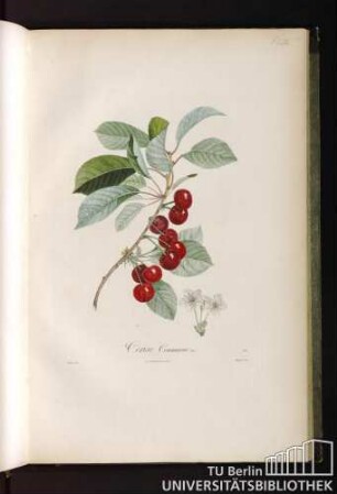 P. LIX. Cerise Commune No. 1.