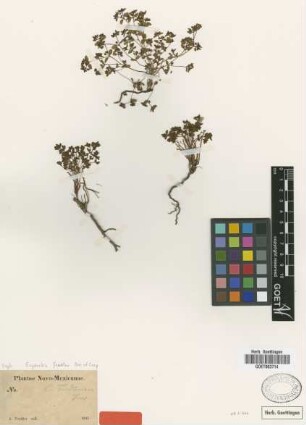 Euphorbia fendleri Torr. & A.Gray [type]