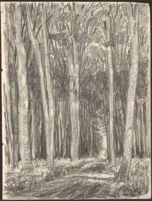 Ohne Titel [Waldstück]