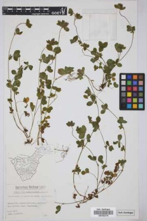 Trifolium ligusticum Loisel.