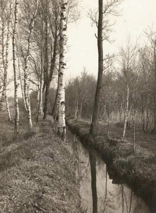 Ostsächsisches Tiefland. Neudorfer Moor. Entwässerungsgraben mit vorwiegend Birkenbestand