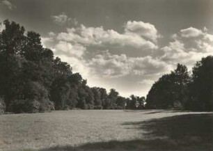 Pillnitz. Pillnitzer Elbinsel, von Auwald umgebene Wiese, nach Nordosten mit Eiche, Esche, Ulme, Schwarzpappel und Lärche
