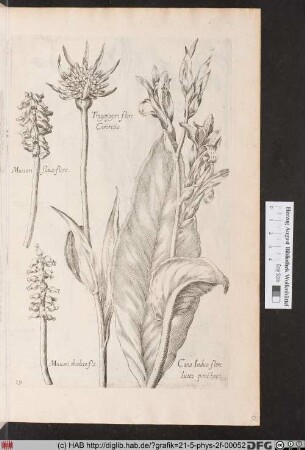 [Traubenhyazinthe, Canna]