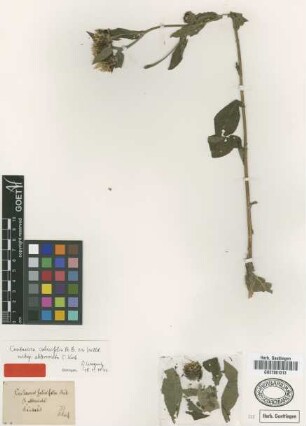 Centaurea salicifolia M.Bieb. ex Willd. subsp. abbreviata C.Koch[type]
