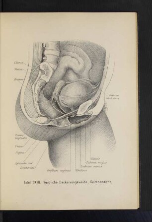 Tafel XXVII. Weibliche Beckeneingeweide, Seitenansicht.