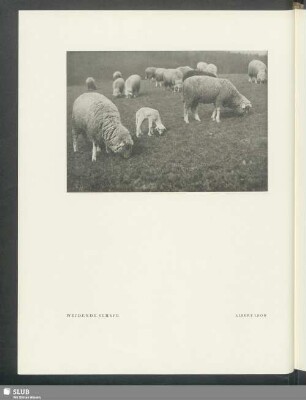 Weidende Schafe