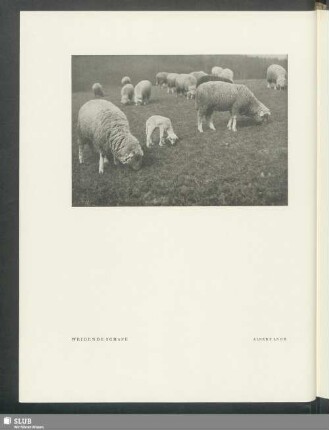 Weidende Schafe