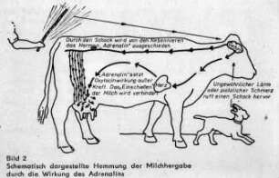 Schematisch dargestellte Hemmung der Milchhergabe durch die Wirkung des Adrenalins