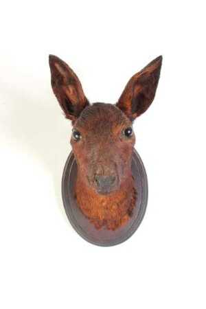 Rehkopf auf Holzscheibe