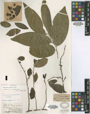 Ampelocera cubensis Griseb.
