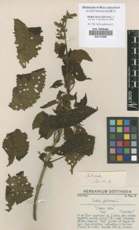 Salvia glutinosa L.